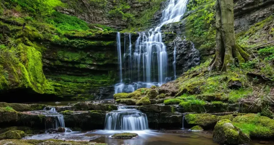 Forest waterfall